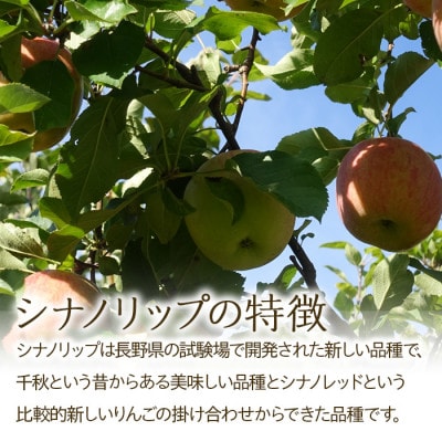 2025年夏!りんご新品種【シナノリップ】約5kg　酸味と甘みのバランス抜群