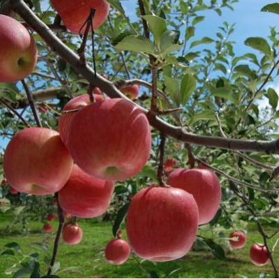 2023年!希少なりんご【華宝】約5kg