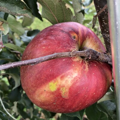 2023年!希少なりんご【華宝】訳あり家庭用　約5kg