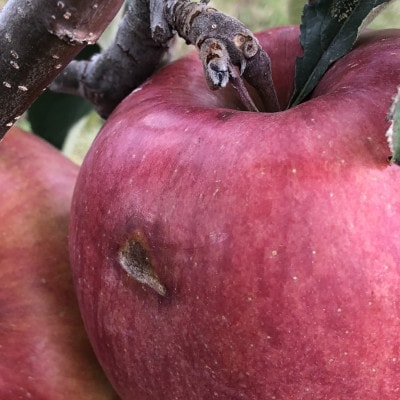 2023年!希少なりんご【華宝】訳あり家庭用　約5kg