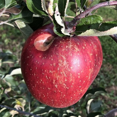 2023年!希少なりんご【華宝】訳あり家庭用　約5kg