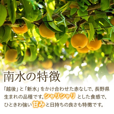 2025年秋!信州の梨【南水】約3kg　信州が生んだ甘い梨!