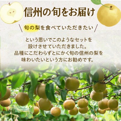 【2025年】信州の梨　おまかせ　約5kgセット