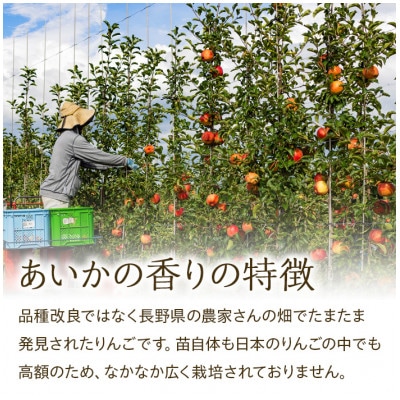 2026年!甘い!幻のりんご【あいかの香り】約5kg　信州のりんご