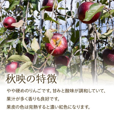 2026年!信州のりんご【秋映】訳あり　約3kg　家庭用