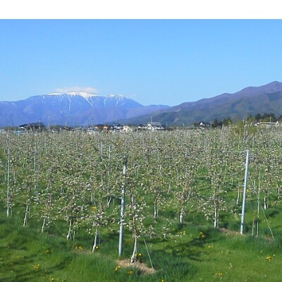 信州の環境にやさしい農産物認証取得のリンゴ園「アルプスの風」品種別リンゴジュース「甘い系6本セット」