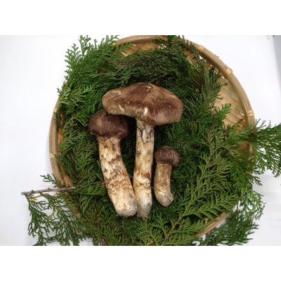 松茸 約200g(2～5本)