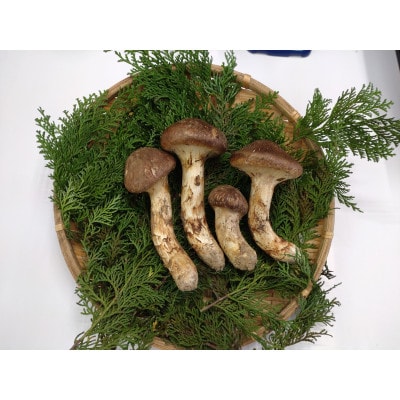 松茸 約200g(2～5本)