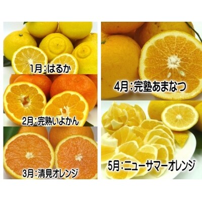東伊豆産　伊豆の柑橘　定期便　Aコース　D010/収穫体験農園ふたつぼり　はるか　伊予柑　オレンジ