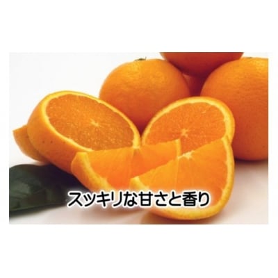 東伊豆産　伊豆の柑橘　定期便　Aコース　D010/収穫体験農園ふたつぼり　はるか　伊予柑　オレンジ