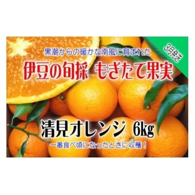 もぎたて果実 清見 オレンジ 6kg A025/収穫体験農園ふたつぼり 柑橘 フルーツ 静岡県