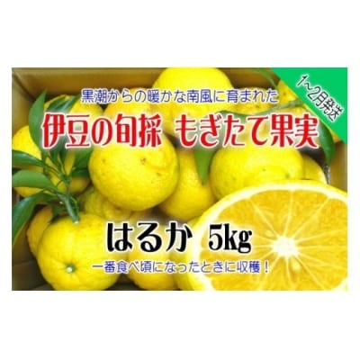 もぎたて果実　はるか　5kg　A019/収穫体験農園ふたつぼり　柑橘　フルーツ　静岡県　東伊豆町