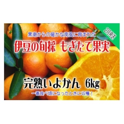 もぎたて果実 完熟 いよかん 6kg A024/収穫体験農園ふたつぼり 柑橘 フルーツ 静岡県
