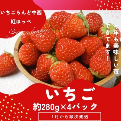 (冷蔵) 朝採り完熟いちご 紅ほっぺ 1120g(280g×4パック)農家直送 静岡県産 1268