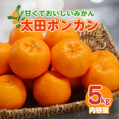 【1月配送】ポンカン　赤秀(最高級)　5kg　JAふじ伊豆　静岡県産 1381