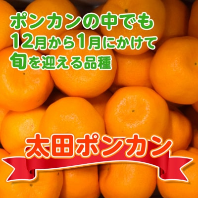 【1月配送】ポンカン　赤秀(最高級)　5kg　JAふじ伊豆　静岡県産 1381