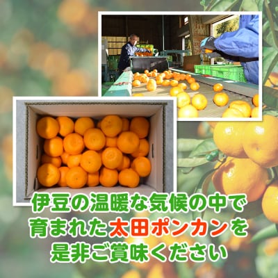 【1月配送】ポンカン　赤秀(最高級)　5kg　JAふじ伊豆　静岡県産 1381