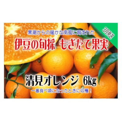 【伊豆のみかん・柑橘】もぎたて果実　清見　オレンジ　6kg　A025 / 収穫体験農園ふたつぼり