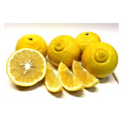 【伊豆のみかん・柑橘】もぎたて果実　はるか　5kg　A019 / 収穫体験農園ふたつぼり