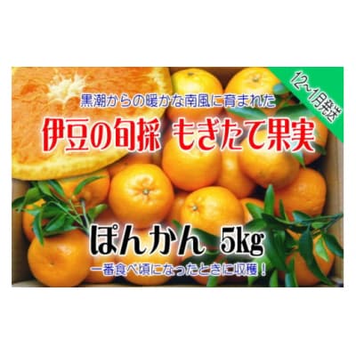 【伊豆のみかん・柑橘】もぎたて果実　ぽんかん　5kg　A020 / 収穫体験農園ふたつぼり