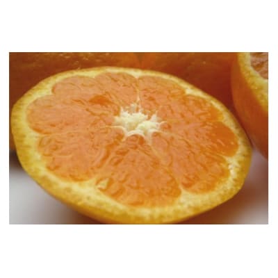【伊豆のみかん・柑橘】もぎたて果実　ぽんかん　5kg　A020 / 収穫体験農園ふたつぼり