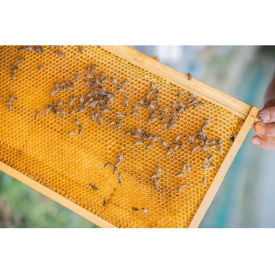 国産百花蜜:伊豆の花々 百花の生はちみつ(贈答用150g×2本) 1379 / Honey・D