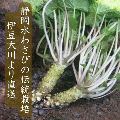 (冷蔵)わさび農家直送　無添加こだわり加工品+　生わさびDXセット 1384 / 大川因わさび園