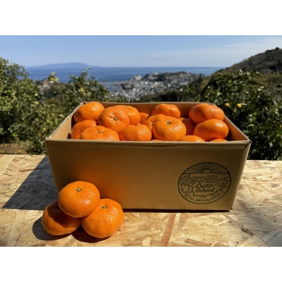 東伊豆・青島みかん&ぽんかん　食べ比べセット 5kg以上(サイズ混玉) 1402 / 佐藤農園