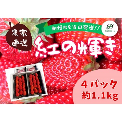 (冷蔵)朝摘みいちご 紅の輝き　約1.1㎏(約280g×4パック) 1403