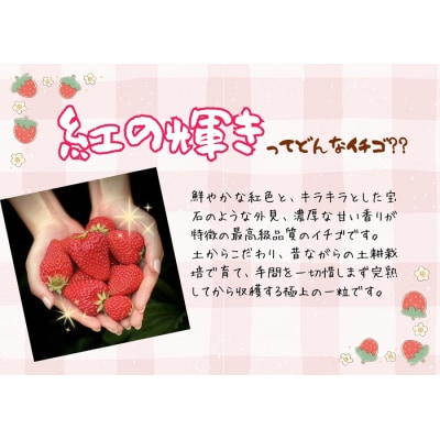 (冷蔵)朝摘みいちご 紅の輝き　約1.1㎏(約280g×4パック) 1403