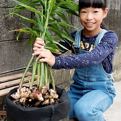 知育にも人気!本格農業体験しょうが栽培キット
