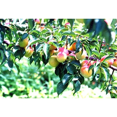 南高梅セット(3種)