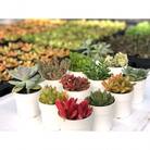 多肉植物寄せ植え苗　12鉢おまかせセット