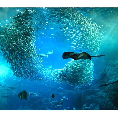 新江ノ島水族館　入場券大人 1枚