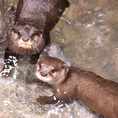 新江ノ島水族館　入場券大人 1枚