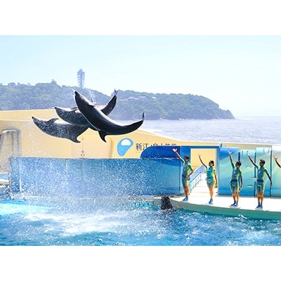 新江ノ島水族館　年間パスポート引換券　大人 1枚