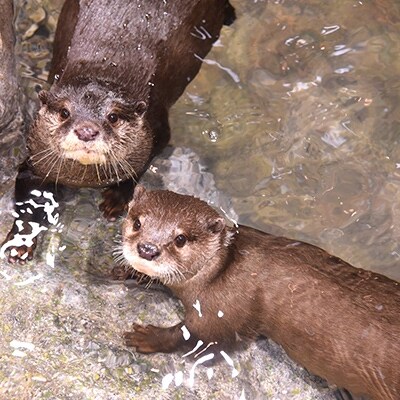 新江ノ島水族館　年間パスポート引換券　大人 1枚
