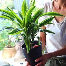 観葉植物「お楽しみ。ちょっと可愛い観葉植物」植物のある暮らし　 | ふるさと納税のお礼品