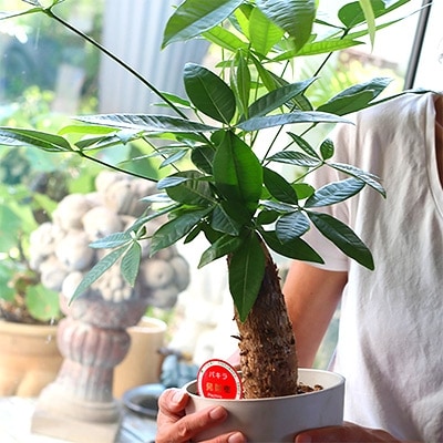 観葉植物 お楽しみ ちょっと可愛い観葉植物 植物のある暮らし お礼品詳細 ふるさと納税なら さとふる