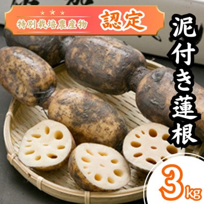 【地元江北町産】 泥付き蓮根 3kg