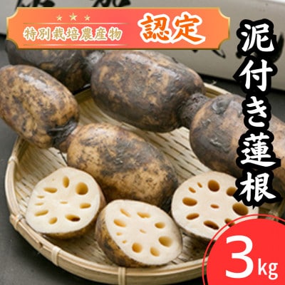 【地元江北町産】 泥付き蓮根 3kg