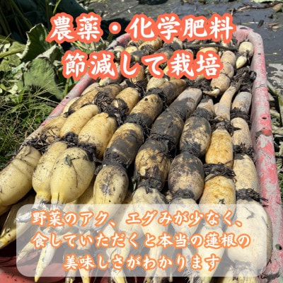 【地元江北町産】 泥付き蓮根 3kg