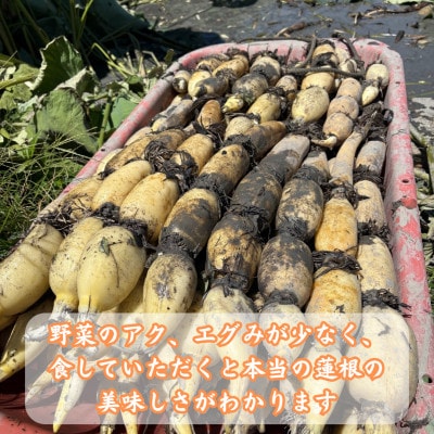 【地元江北町産】 泥付き蓮根 3kg