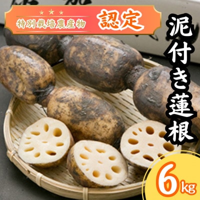 「地元 江北町産」 泥付き蓮根【3kg×2】