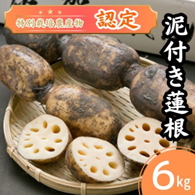 「地元 江北町産」 泥付き蓮根【3kg×2】