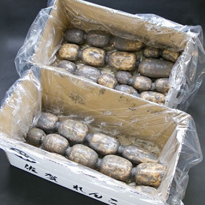 「地元 江北町産」 泥付き蓮根【3kg×2】