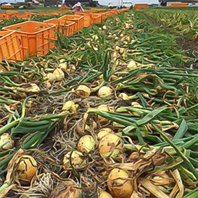 【先行予約】江北町産「たまねぎ」約10kg