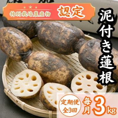 【毎月定期便】【地元江北町産】泥付き蓮根 3kg　(特別栽培農産物認定)全3回