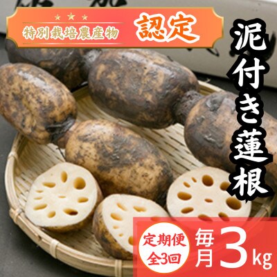 【毎月定期便】【地元江北町産】泥付き蓮根 3kg　(特別栽培農産物認定)全3回