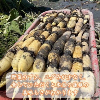 【毎月定期便】【地元江北町産】泥付き蓮根 3kg　(特別栽培農産物認定)全3回